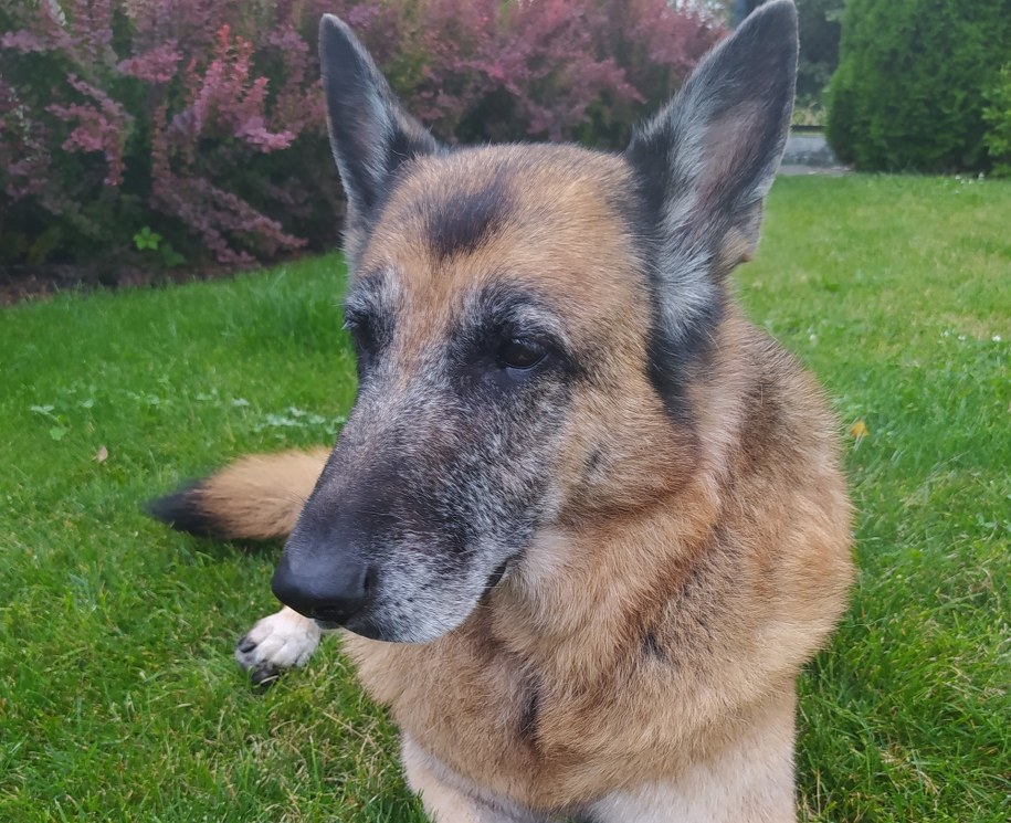 Zatroskana Saba /Ewa Kwaśny /RMF FM