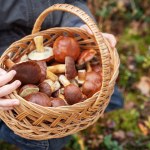 grzyby Zatrucie grzybami może doprowadzić do śmierci w kilka godzin lub dni. Chwilowa poprawa jest pozorna