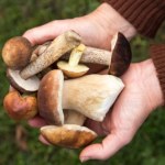 grzyby jadalne Zatrucie jadalnymi grzybami także jest możliwe. Te objawy powinny niepokoić