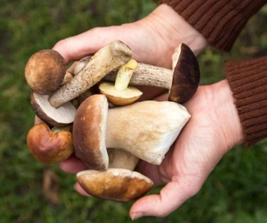 Zatrucie jadalnymi grzybami także jest możliwe. Te objawy powinny niepokoić