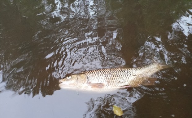 Zatrucie rzeki na Mazowszu. "Woda jest czarna"