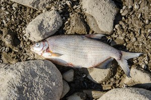 Zatruta Odra również w Niemczech. Władze apelują do mieszkańców