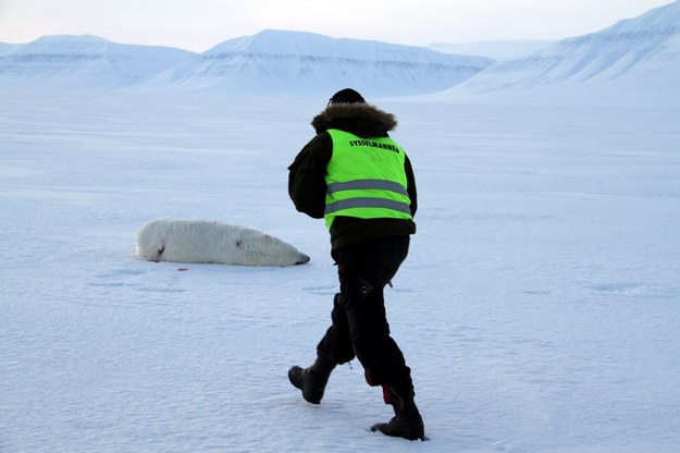 Zatrzelony niedźwiedź, który zaatakował czeskiego turystę /Svalbard police /PAP/EPA