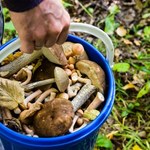 Zatrzęsienie grzybów w lasach. Grzybiarze zdradzają, co można już znaleźć