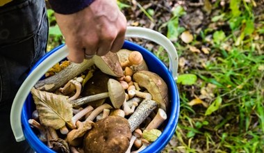 Zatrzęsienie grzybów w lasach. Grzybiarze zdradzają, co można już znaleźć
