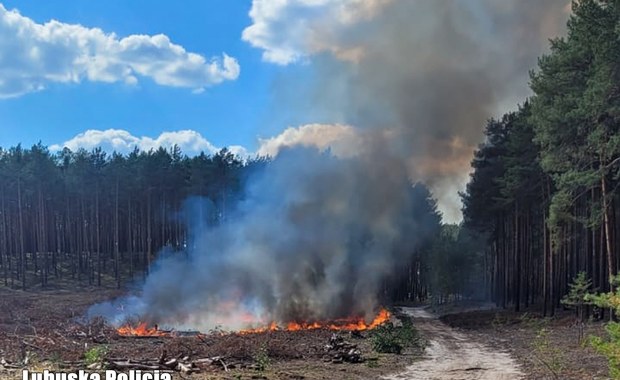 Zatrzymali go, gdy podpalał las. Jest podejrzany o wywołanie serii pożarów 