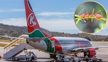 Zatrzymali na lotnisku mężczyznę. Miał w bagażu tysiące mrówek