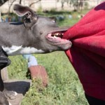 Zatrzymano właściciela psów, które zagryzły 46-latka 