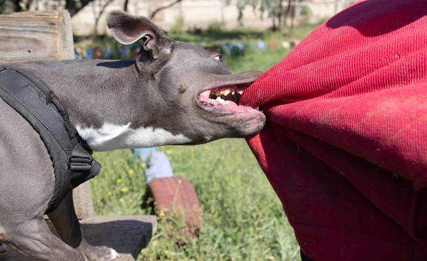 Zatrzymano właściciela psów, które zagryzły 46-latka 