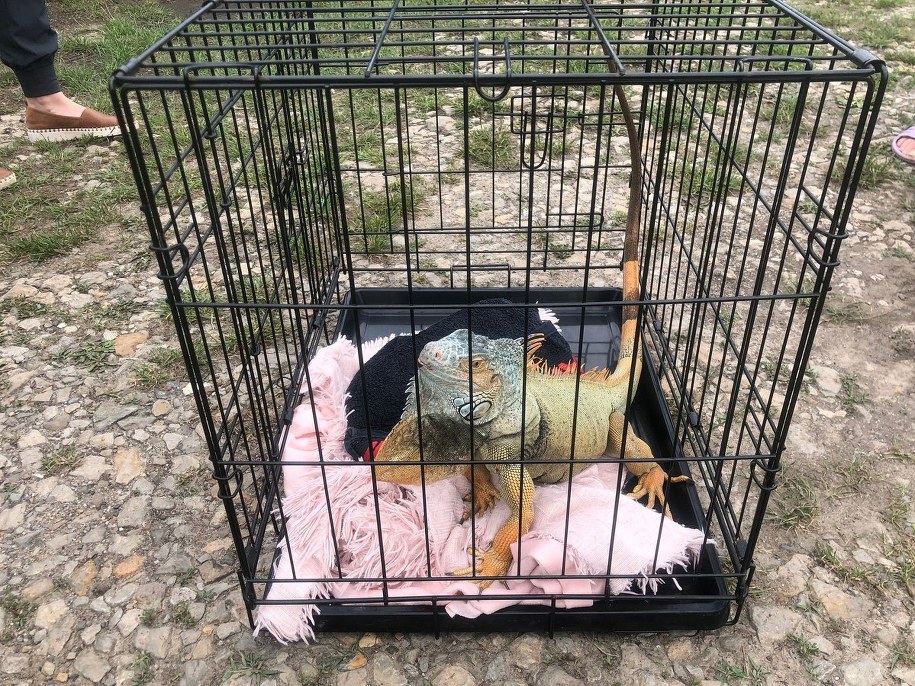 Zatrzymany legwan /Małopolska Policja /