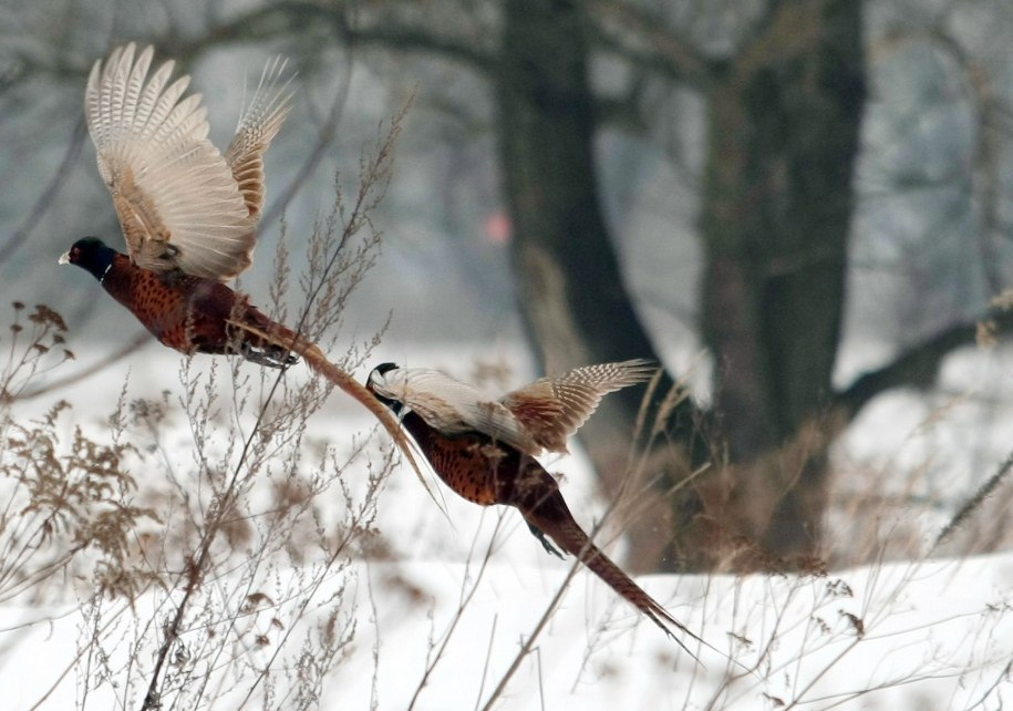 Zatrzymany w Mazowieckiem mężczyzna upolował bażanta, uciekał i chciał przekupić policjantów... po pijanemu /Leszek Szymański /PAP