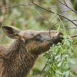 Zauważył w lesie łosia z niedowładem. Karmił go gałęziami. Stał się cud 