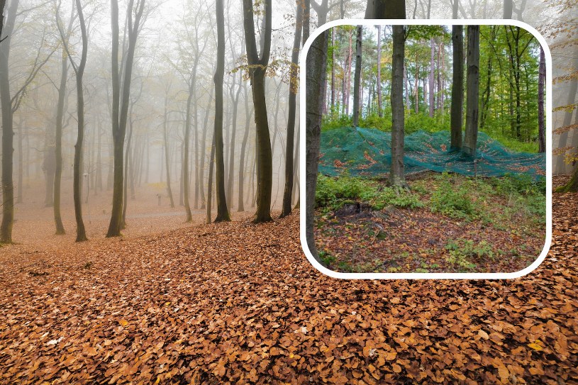 Zauważyłeś siatki w lesie? To nie przypadek. Pełnią ważną funkcję