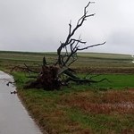Zawalił się dąb w Sułoszowej, jedno z najsłynniejszych drzew w Polsce