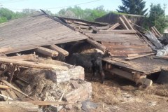 Zawalona stodoła, w niej krowy