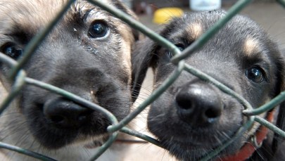 Zawiązał 8 szczeniaków w reklamówce. Jeden zdechł