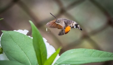 Zawisają w powietrzu, można pomylić je z ptakami. To polskie kolibry