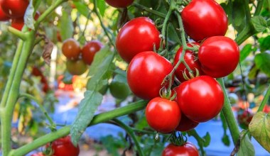 Zawsze sadzę je blisko pomidorów. Takie sąsiedztwo to gwarancja plonów