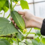 Zawsze sadzę obok ogórków. Takich plonów nie ma nikt w okolicy 