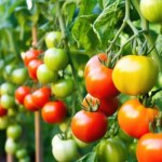 Zawsze sadzę obok pomidorów. Takich plonów nie ma nikt w okolicy