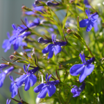 Zawsze wysiewam je w lutym. Wiosną cały ogród tonie w kwiatach