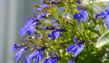 Zawsze wysiewam je w lutym. Wiosną cały ogród tonie w kwiatach