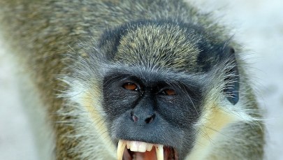 Zazdrosny koczkodan upił się i pogryzł pięć osób 