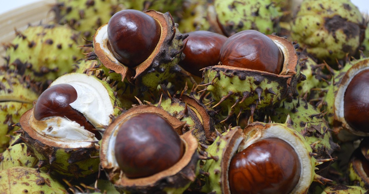 Зазвичай каштани продаються у вже очищеному, консервованому вигляді /pixabay.com