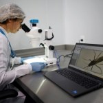 Zbadali geny komara i zaskoczenie. Po ukąszeniu dzieje się coś dziwnego