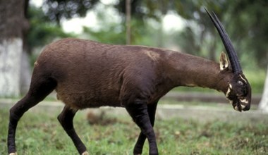 Zbadali geny tajemniczej istoty z lasów Wietnamu. I jest zaskoczenie