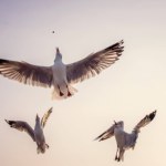 Zbadali krew morskich ptaków. Pokazuje dokładnie, gdzie jest trucizna