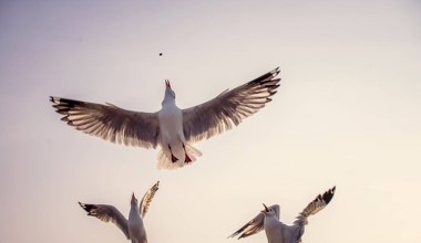Zbadali krew morskich ptaków. Pokazuje dokładnie, gdzie jest trucizna