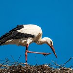 Zbadali krew naszych bocianów. Wyniki przerażają, oto do czego dopuściliśmy