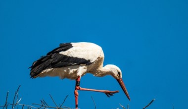 Zbadali krew naszych bocianów. Wyniki przerażają, oto do czego dopuściliśmy