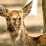 Zbadali łanię potrąconą przez auto. Miała w ciele patogen choroby zombie