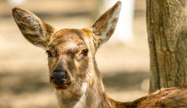 Zbadali łanię potrąconą przez auto. Miała w ciele patogen choroby zombie