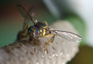 Zbadali mózg muszki owocówki. Ma z nami wiele wspólnych cech