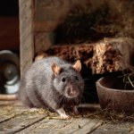 Zbadali poziom agresji tych gryzoni. Wystarczyło 30 minut