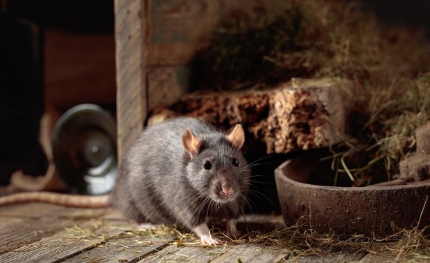 Zbadali poziom agresji tych gryzoni. Wystarczyło 30 minut