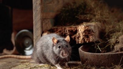 Zbadali poziom agresji tych gryzoni. Wystarczyło 30 minut