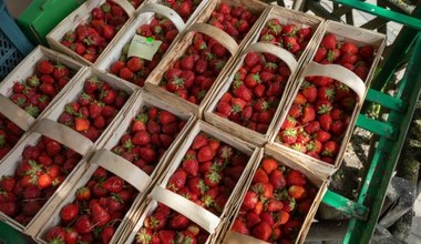 Zbadali truskawki ze sklepów Lidl i Biedronka. Wyniki dają do myślenia