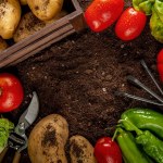 Zbadali warzywa z ogródków działkowych. Pestycydy to dopiero początek