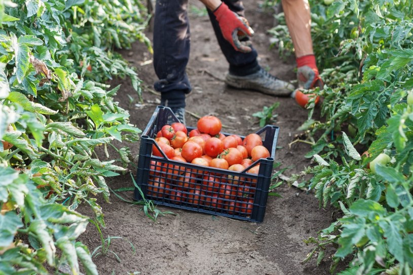 Zbadano pozostałości pestycydów w pomidorach z dyskontów. Lidl już wyjaśnia, że wyniki badań nie są złe - wręcz przeciwnie /123RF/PICSEL