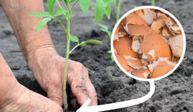 Zbieraj przez zimę, a wiosną rozsyp w ogrodzie. Rośliny ci podziękują