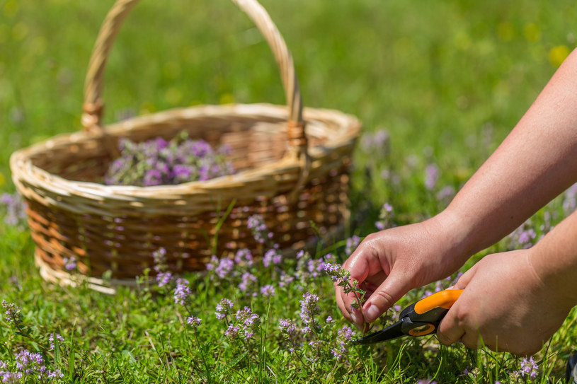 Zbieraj tylko młode i jędrne rośliny, oczyść je od razu z ziemi, zanieczyszczeń i owadów. /123RF/PICSEL