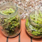 Zbieram pełny kosz młodych pędów i robię syrop. To najlepszy naturalny lek na przeziębienie, kaszel i gardło