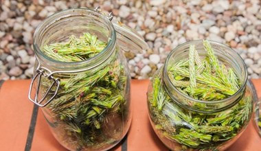 Zbieram pełny kosz młodych pędów i robię syrop. To najlepszy naturalny lek na przeziębienie, kaszel i gardło