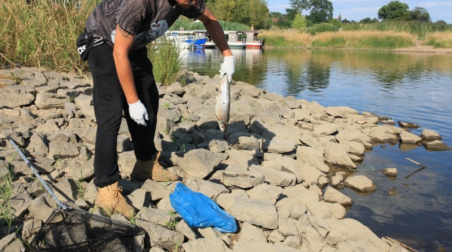 Zbieranie śniętych ryb z Odry / 	Lech Muszyński    /PAP