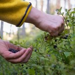 Zbierasz jagody w lesie? Lepiej przeczytaj, za co możesz dostać ogromny mandat