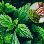 Zbierz liście teraz, a będą miały najlepszy smak i aromat. Orzeźwienie gwarantowane